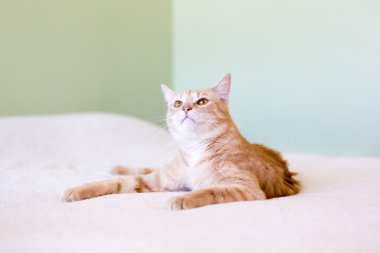 yatakta genç kedi