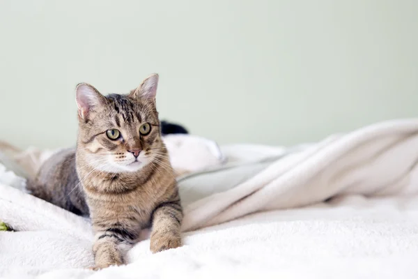 Gato joven — Foto de Stock