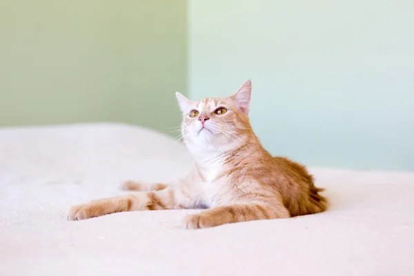 Ung katt i sängen — Stockfoto