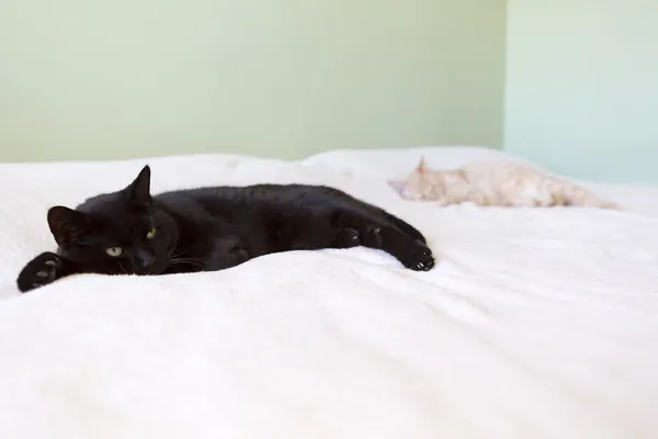 Zwarte kat in het bed — Stockfoto