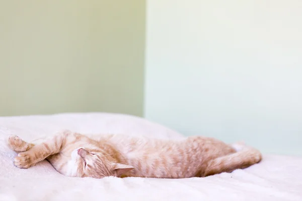 Jonge kat in het bed — Stockfoto