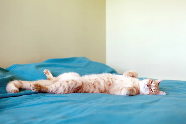 Weekend Cat — Stock Photo, Image