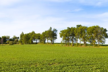 Mavi Gök ile Amerikan Çiftliği