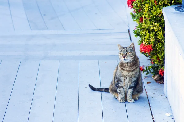 Key West kedi — Stok fotoğraf