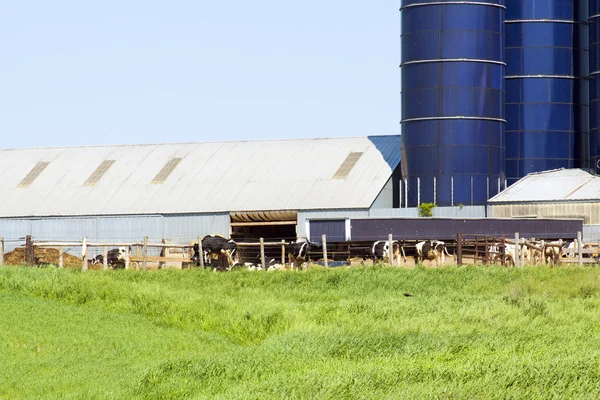 Krávy na farmě — Stock fotografie