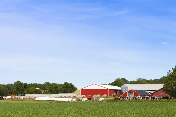 Dairy Farm — Stock Photo, Image