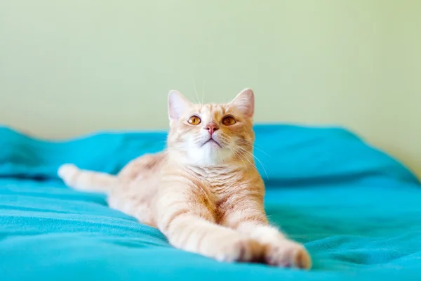 Eğlenceli kedi — Stok fotoğraf