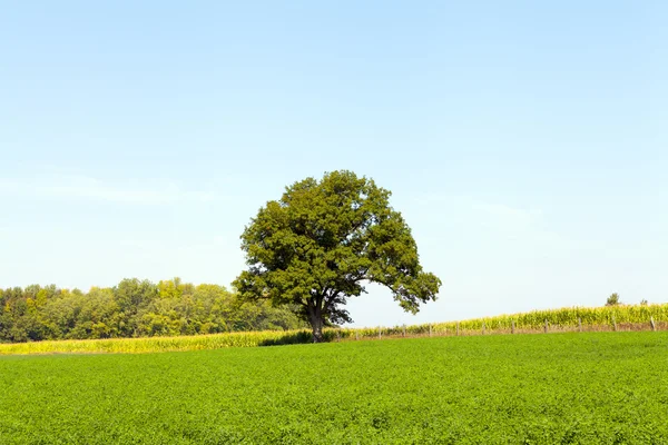 Amerika Countryside — Stok Foto