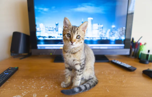 Gatinho — Fotografia de Stock