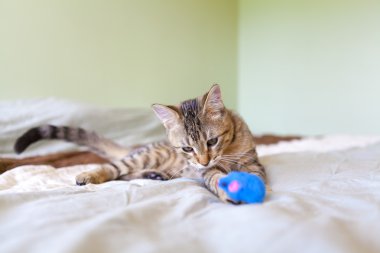 Genç kedi oyunu