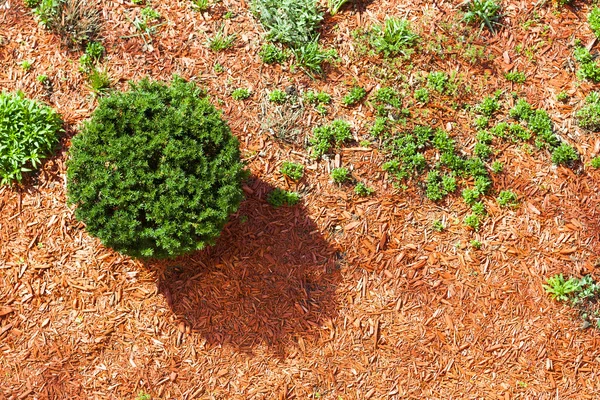 Garden Top View — Stock Photo, Image