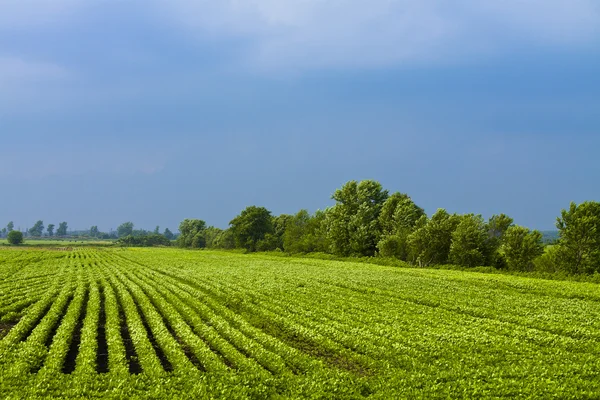 Campagne américaine — Photo