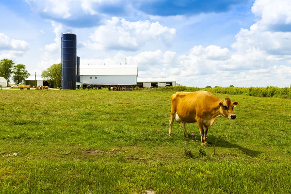 Melkveehouderij — Stockfoto