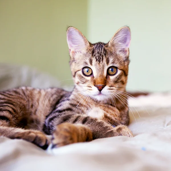 Gato jovem — Fotografia de Stock