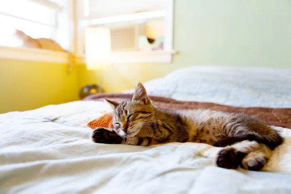 Small Kitty With Red Pillow — Stock Photo, Image