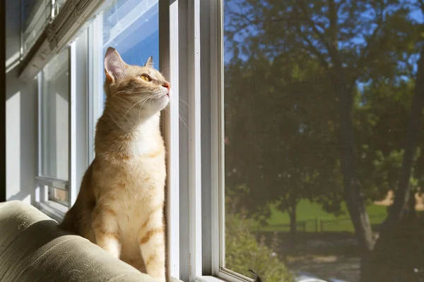 Tabby Kitty in the morning — Stock Photo, Image