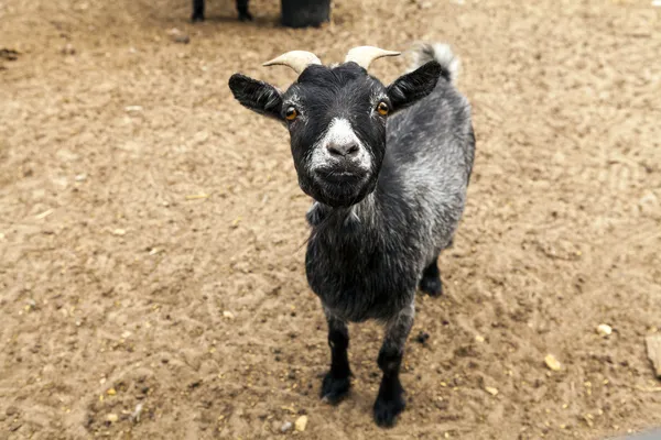 Black Funny Goat — Stock Photo, Image