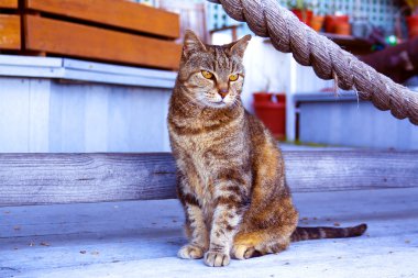 Kedi