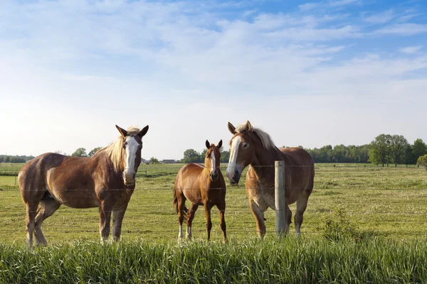 Häst på ett fält — Stockfoto