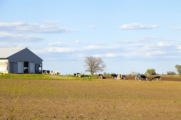 Vacas no campo com céu azul — Fotografia de Stock