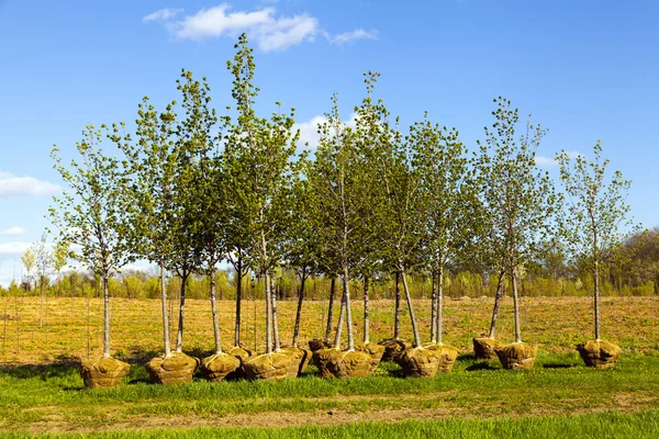 Alberi Piantagione — Foto Stock