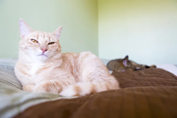 Gato joven —  Fotos de Stock