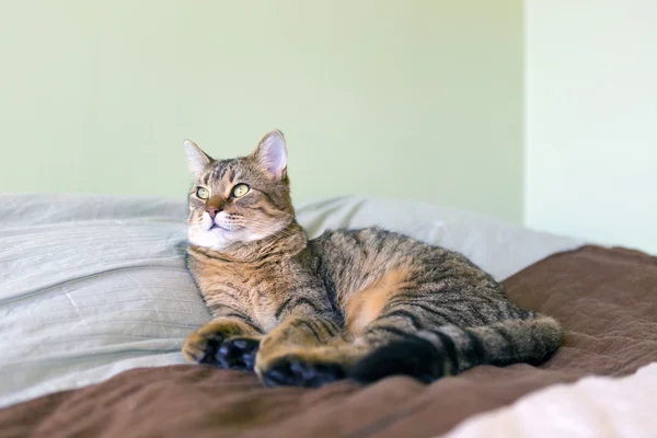 Mały kot Tabby w sypialni — Zdjęcie stockowe