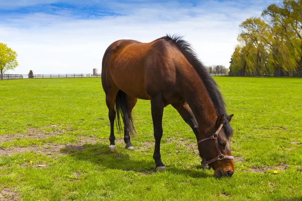 Häst på ett fält — Stockfoto