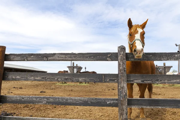 Cavalo em um campo — Fotografia de Stock