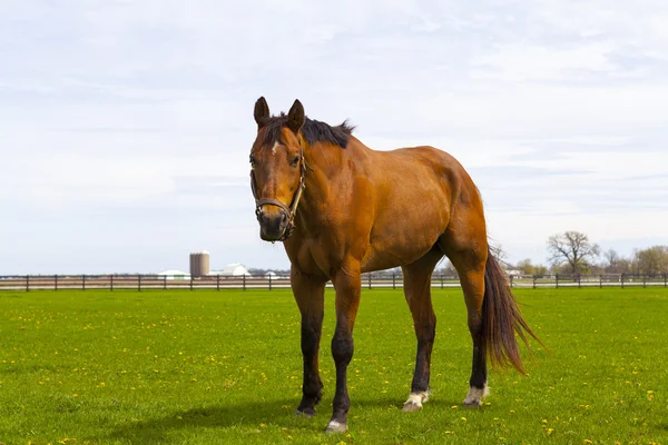 Caballo en un campo — Foto de Stock