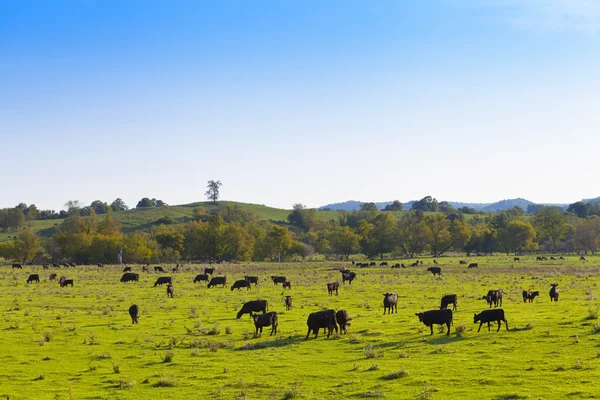 Vacas em um campo — Fotografia de Stock