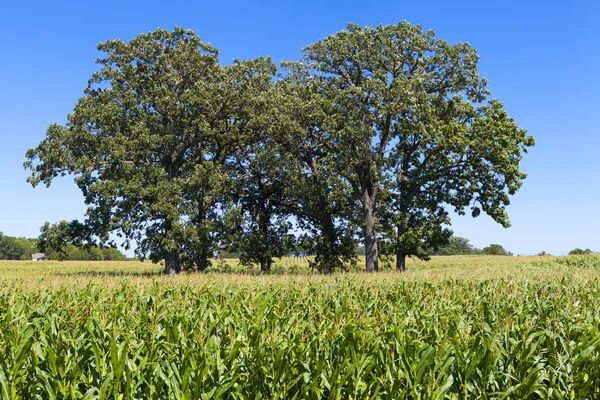 Amerikaanse platteland — Stockfoto