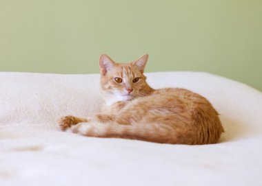tekir kedi