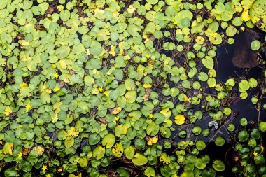 Kazablanka lilyum arka plan