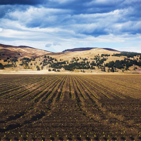 Pole amerykańskiego krajobrazu w colorado — Zdjęcie stockowe