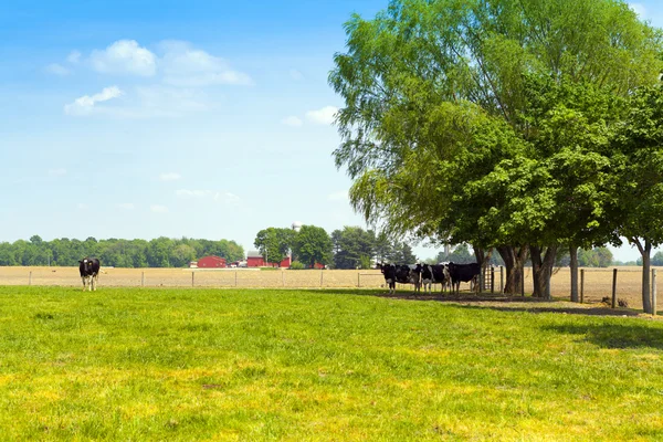 Milchviehbetrieb — Stockfoto