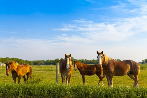 American Farmland With Blue Cloudy Sky — Stock Photo, Image