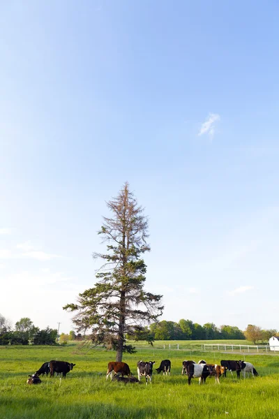 American Farmland com céu azul nublado — Fotografia de Stock