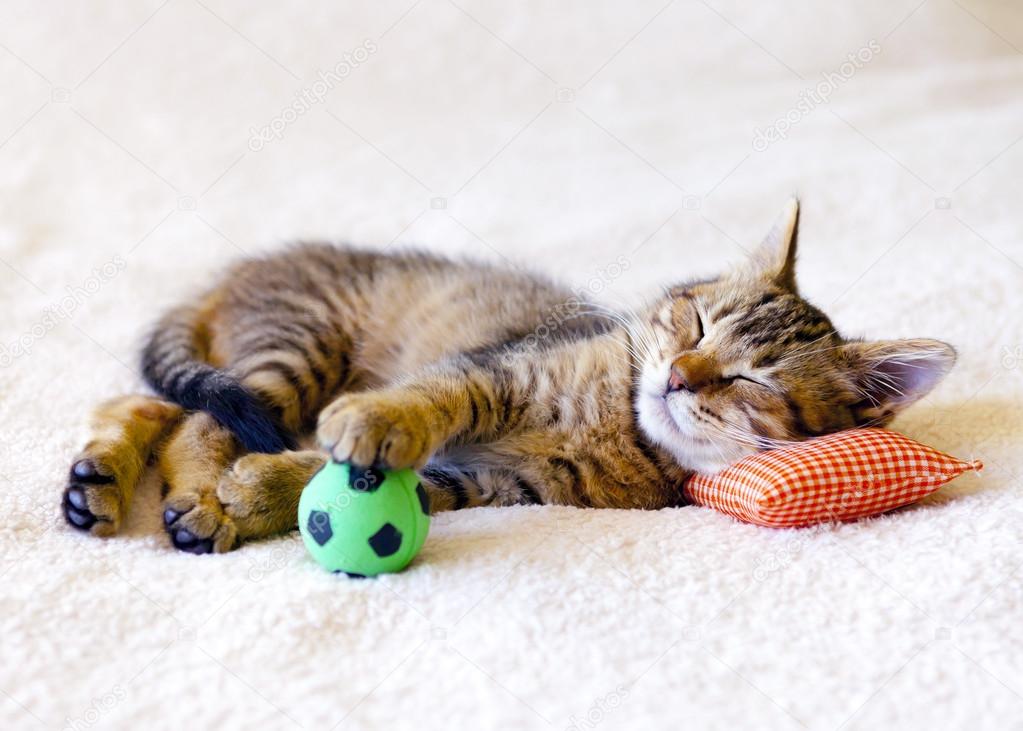 Kitten sleeping on a pillow with a soccer ball