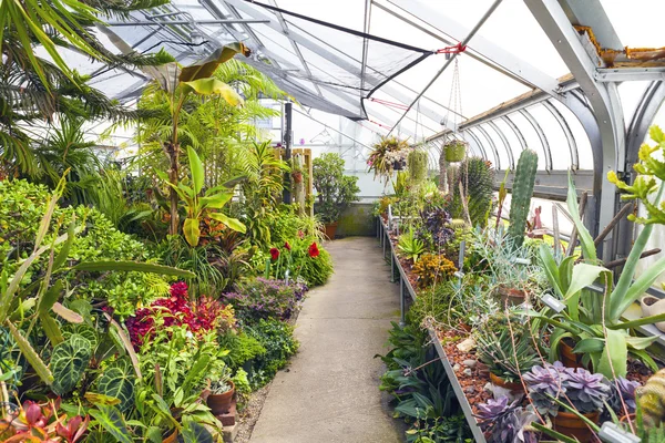 Inside Greenhouse — Stock Photo, Image