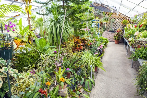 Inside Greenhouse — Stock Photo, Image