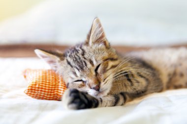 Kırmızı yastık ile küçük kedicik