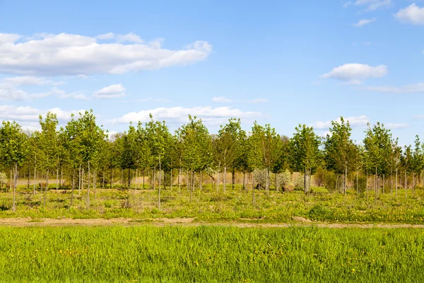 Bomen planten — Stockfoto