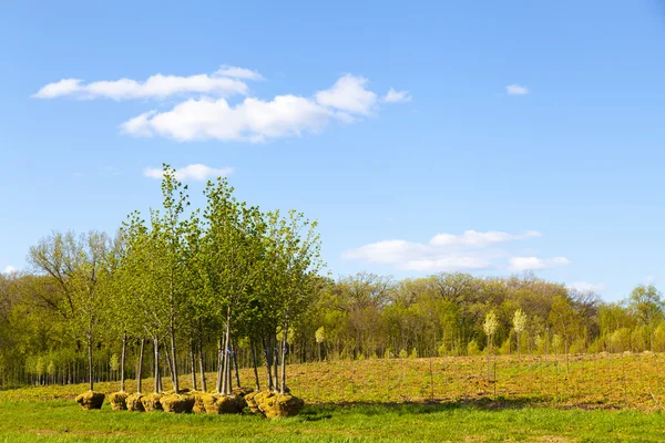 Plantación de árboles — Foto de Stock