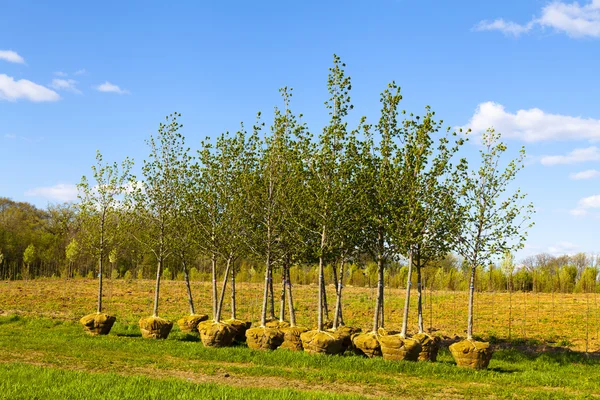 Alberi Piantagione — Foto Stock