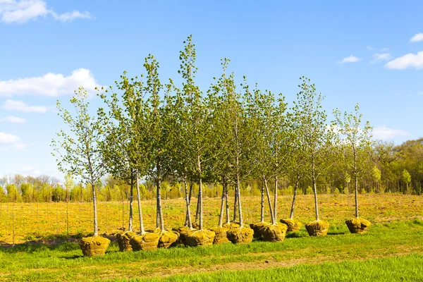 Alberi Piantagione — Foto Stock