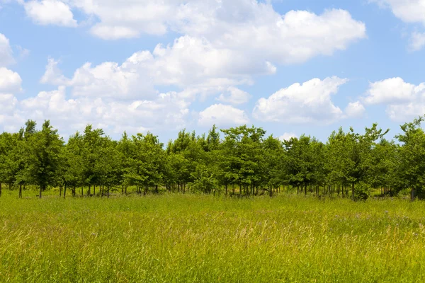 Alberi Piantagione — Foto Stock