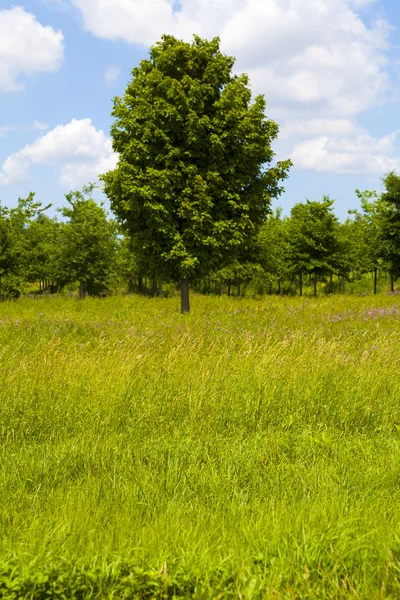 Plantación de árboles —  Fotos de Stock