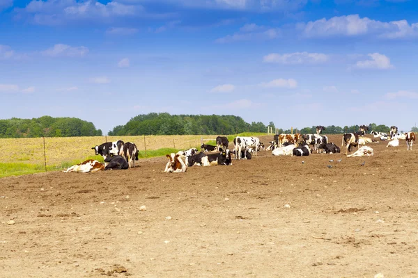 Vacas em um campo — Fotografia de Stock