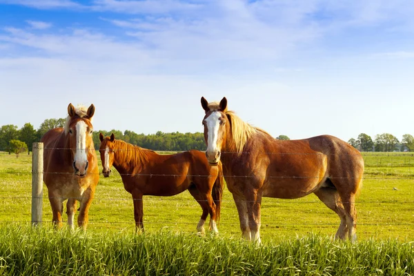 Pferde auf einem Feld — Stockfoto